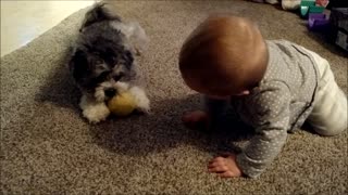 Puppy plays fetch with baby