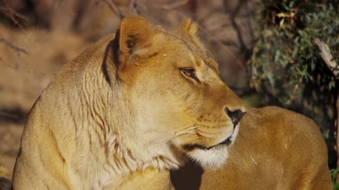 A female lion on a break