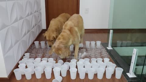 Can My Dogs Find Where is the Biscuit in this Cup Obstacle Challenge