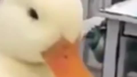 cute duck - duck like snow