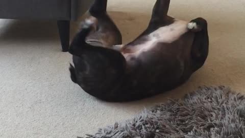 Playful back scratching French bulldog