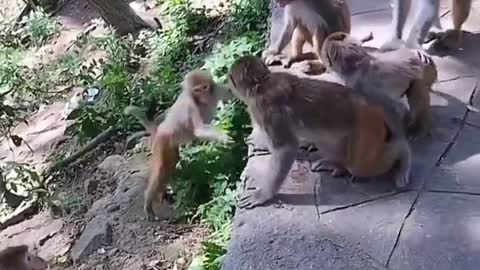 monkey fighting