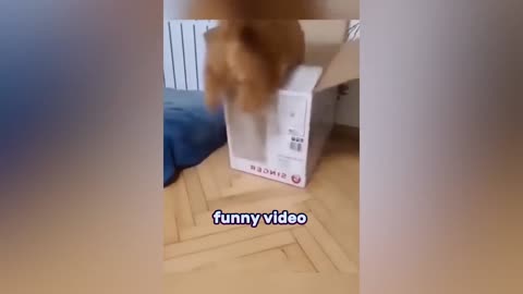 Cat funny video 😂