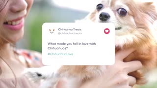 What made you fall head over paws for Chihuahuas? 🐶❤️