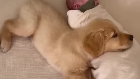 Puppy Sleeps with Baby!