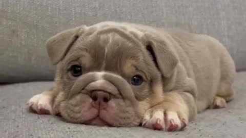 Cutest #bulldogpuppy ever! #americanbully #bulldog #bullywebtv