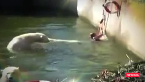 The girl falls into the bear cage at the zoo, very dengerous moment