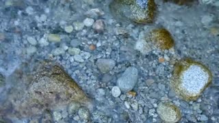 MOUNTAIN STREAM: Flower Water Sounds