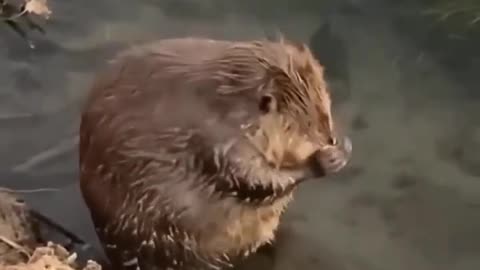 Beaver scrubbing fur