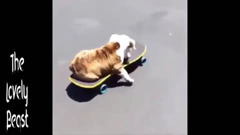 Dog is Skateboarding 🤣😂