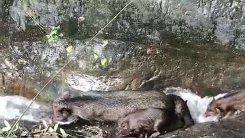 Wild boar in the forest