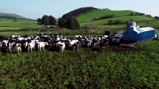 Cows' paradise under threat as Azorean island trembles