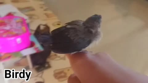 My nephew find this little bird got injured and can't fly