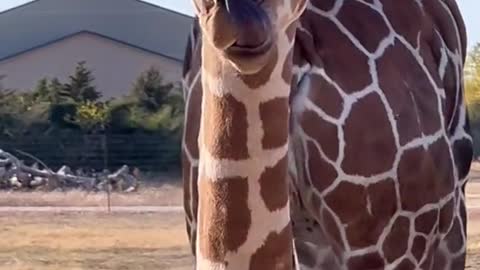 I mean just look at this baby giraffe!