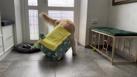 Golden Retriever Decided that this Cat House is for Him