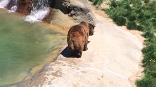 Mom and Pop Grizzly Bears at the Sanctuary