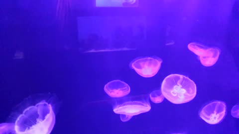 Jellyfish Animals Ocean Sea Tentacles Jellies
