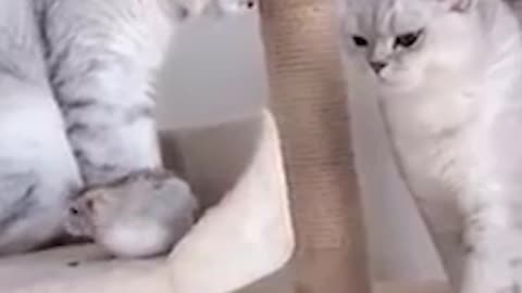 funny kitten fight 😹😹