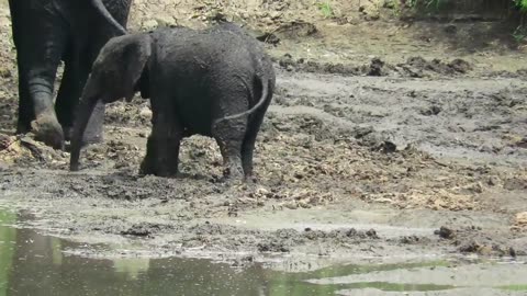 Baby elephant struggles to get back onto its feet