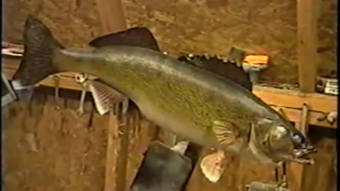 How to Paint a Walleye for Taxidermy