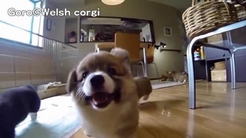 In 30 sec, These Hilarious Slow-Mo Corgi Puppies Will Make You Laugh & Smile!