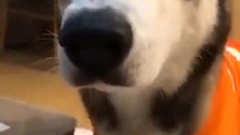 funny dogs short video