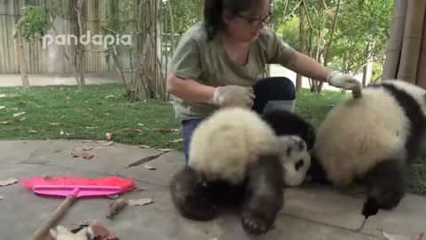 10 programas imperdíveis da Netflix no Panda Em Sichuan