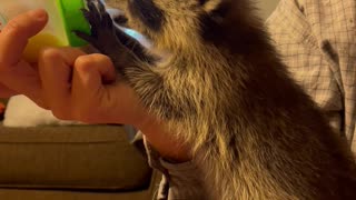 Abe the Orphaned Raccoon Kit Feeds on Bottle