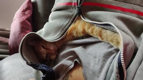 Sleepy Kitty Snuggled Up In Her Mum's Sweater