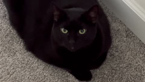 Adopting a Cat from a Shelter Vlog - Cute Precious Piper Guards the Hall While Looking Sweet