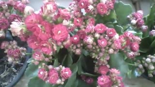 3 vases with flowers, lilac, pink and red at the flower shop, beautiful! [Nature & Animals]