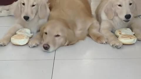Adorable mama dog takes special care of her puppies