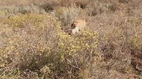 Mountain Lion stalks elk hunter in idaho. Saved by Glock27 warning shots