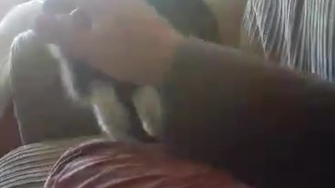 Friendly kitten politely begs for playing