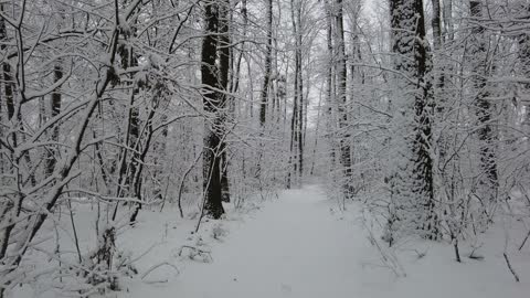 Tilt Shot of Snow Covered Trees