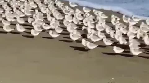 The moment seabirds run away from the waves. interesting moments of nature