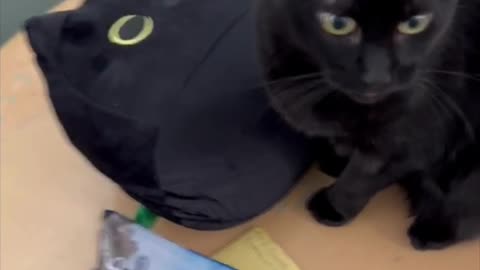 Adopting a Cat from a Shelter Vlog - Cute Precious Piper Looks Like a Cat Pillow #shorts
