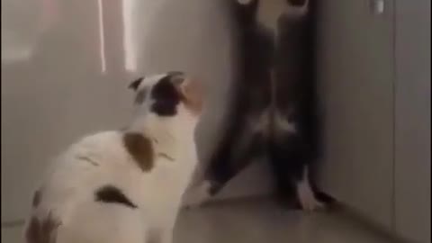 Cats funny video//cat funn 🤣🤣🤣