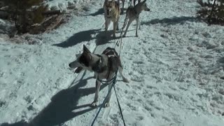 Expolore Colorado Winter Park Dog Sledding
