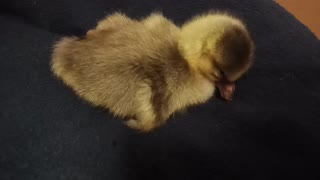 My first Gosling, a female Pilgram Goose 11th November 2021