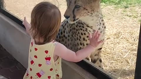👧🏻😱😻 "Wild Playdate: Little Girl Meets Cheetah!" 🌿🦁🐾