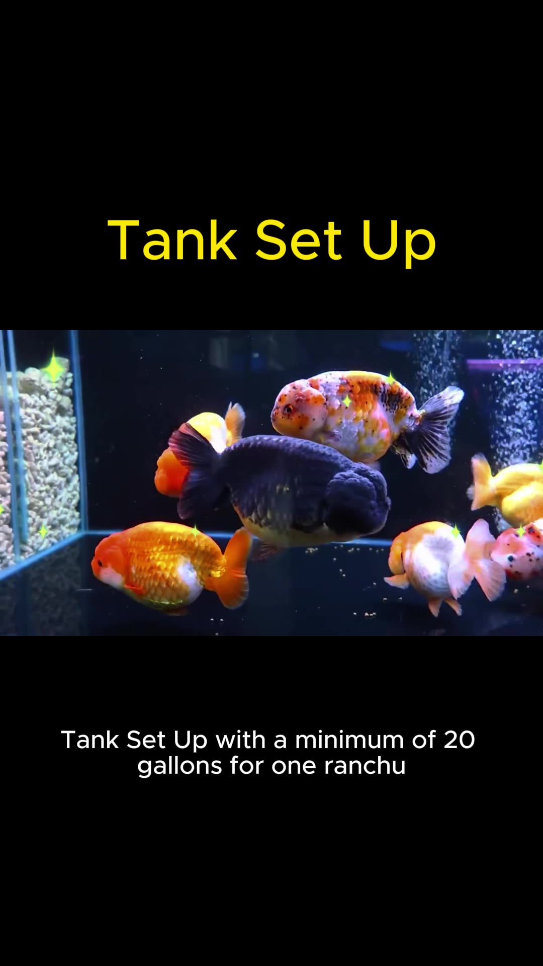 Ranchu - Quick Care Guide in under a minute