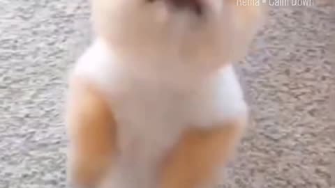 Very cutie puppy dance