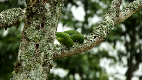 Beautiful birds with nature