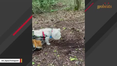 This fox can't see. A vet and a dog have become her eyes.