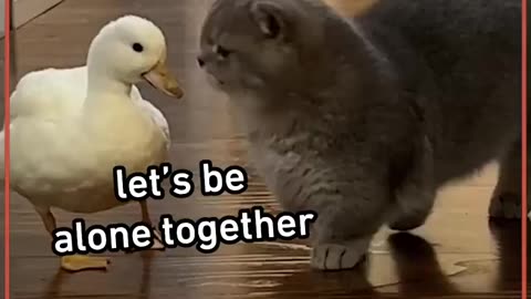 #annoying cat from a duck