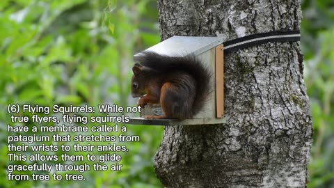 Interesting Facts About Squirrels: