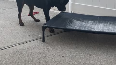 Cute Rottie Loves To Pounce On Egg