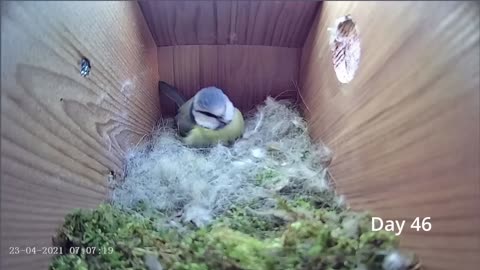 From empty nest to first egg in less than 8 minutes BlueTit nest box live camera highlights 2021