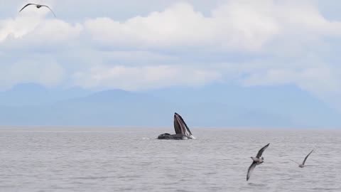 Humpback Whale Feeding - Vancouver IsIand BC 2023 ♦How fish play in the Atlantic Ocean